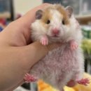 달빛 햄스터리 서울점 이미지