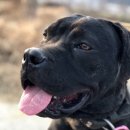 도그 팰리스 이미지