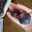 도걸농장 이미지