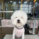 야옹아 멍멍해봐(봉명동) 이미지