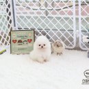 화이트포메라니안 이미지