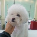 일산그루밍캐나다 이미지