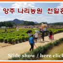 양주 나리농원 천만송이 천일홍 slide show~~~조사선 선배님 작품 메일로 보내옴 이미지