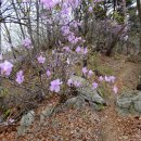 수레의산자연휴양림 이미지