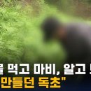 산나물 먹고 마비, 병원 갔더니…"사약 만들던 독초" / SBS 이미지