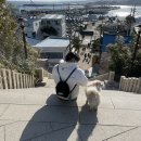 구룡포읍경로당 | [포항-애견동반여행] 애견동반 포항여행 코스추천 (구룡포 일본인 가옥거리 동백꽃필무렵 촬영지...