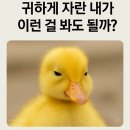 삼광사 | 부산 삼광사 부처님 오신 날 연등축제 후기 | 17년차 딩크 부부 일상