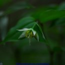 큰꽃지천 이미지