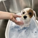 댕그리 펫 살롱 이미지