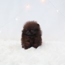 도로시 펫 이미지