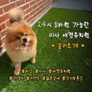 놀러오개 애견유치원 모충점 | 24시 등원 하원이 가능한 미사 애견유치원 놀러오개 등원후기 (가성비 최고 협찬X)