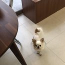 로멍스 이미지