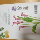보태니컬 아트 초급 이미지