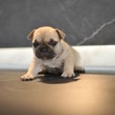 애니멀즈동물병원 이미지