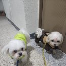 멋내는 애견 이미지