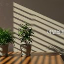 틔우리
