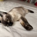 리멤버반려동물장례식장 | 고양이 장례식장 펫로스 용인 리멤버스톤 반려동물 화장