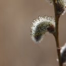 강아지 천국 이미지