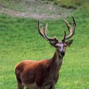 맑은숲한의원 이미지