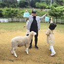해오름목장 | 남해 가볼만한곳 아이와 남해양떼목장 양마르뜨언덕 후기