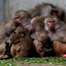 만수무강 이미지