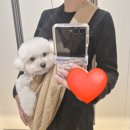 잘나가는 강아지 | 소형견 슬링백 추천｜난펫 강아지 포대기 슬링백 사용 후기 🐶