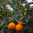 은숙농장 이미지