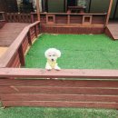 웰컴독 애견펜션 이미지