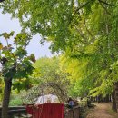 심곡지 | 경주가볼만한곳 도리마을 은행나무 실시간 단풍현황