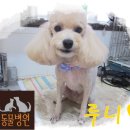 동물병원루니 이미지