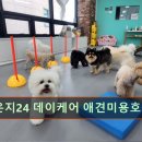 멍라운지24 데이케어 애견미용호텔 애견카페 인천점 네이버블로그