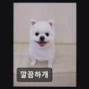 깔끔하개