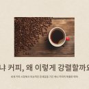케냐커피
