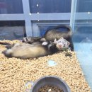 와우펫앤쥬 양산점 이미지