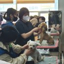 코코스퀘어 애견미용 이미지