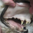 순수 동물병원 이미지