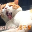 호동이농장 이미지