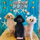 버블리독 이미지