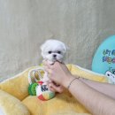 아기강아지 이미지