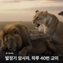 잘생긴놈보면 환장한다는 암사자 이미지