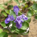 숨비기낭 이미지