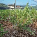 순박2농장 이미지