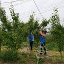 (5월23일) 나주 배과수농원 지원봉사활동 이미지