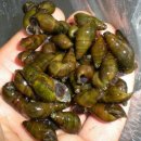 해담 구룡령 야영장 이미지