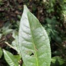 왜 한국 차인은 차기를 불신할까? 이미지