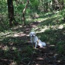 UR(서귀포시)-[성읍민속로]-하-10 | 제주 애견동반 일주일살기 day 3 : 제주도 오름 진드기 조심❗️