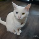 드럼통고양이 이미지