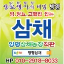 양평에서 직접재배한 삼채 종근 잎 등을 판매합니다.삼채묘를 무료로 드립니다. 이미지