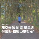 선흘리에 | 제주 동쪽 가볼만한곳 조천 선흘리 후박나무길 숲길