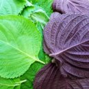 깻잎농원 이미지